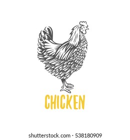 Chicken. Vector illustration. Badges and design elements for the chicken manufacturing.
