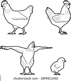 Dibujo de arte de dibujos animados de animales con vectores de pollo