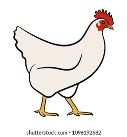 Chicken. Vector illustration isolated on white. White hen.