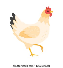 Chicken vector illustration isolated on white background.