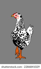 Chicken vector illustration isolated on background. Hen symbol. Farm chantry. Organic farm food symbol. Poultry female bird.