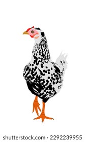 Chicken vector illustration isolated on white background. Hen symbol. Farm chantry. Organic farm food symbol. Poultry female bird.