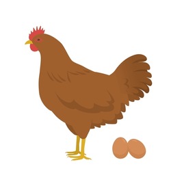 Chicken Vector Illustration Material Hen