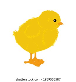 Chicken vector illustration on the white background.