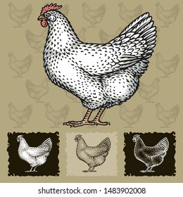 Chicken. Vector illustration with refined details and optimized stroke that allows the image to be used in small sizes (in packaging design, decoration, educational graphics, etc.)