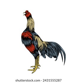 In: Chicken Vector Illustration. Ein Hahn kräht. Vektorhahn