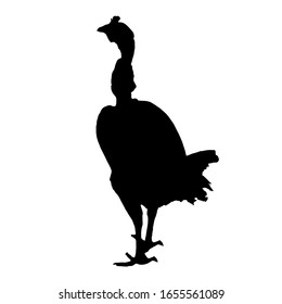 El pollo es una imagen vectorial aislada en blanco. Tailandia