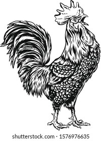 Chicken vector line art portrait