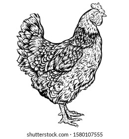 chicken vector line art portrait illustration