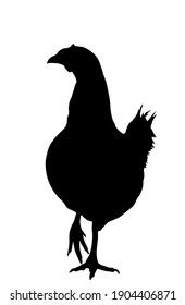 Chicken vector silhouette illustration isolated on white background. Hen symbol. Farm chantry.  Organic food symbol. Poultry female bird.