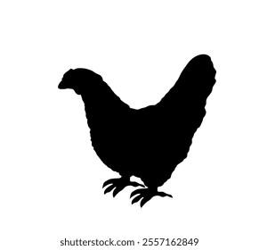 Chicken vector silhouette illustration isolated on white background. Hen symbol. Farm chantry.  Organic food symbol. Poultry female bird.