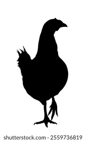 Chicken vector silhouette illustration isolated on white background. Hen symbol. Farm chantry.  Organic food symbol. Poultry female bird.