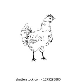 chicken vector sketch , hand drawn chicken, hen sketch, hand-drawn black and white vector illustration isolated on white background for your design