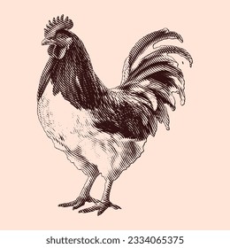 Chicken vintage engraving illustration. Vector hen what standing side view. Farm animal sketch illustration. Hand drawn engraving style vector illustration.