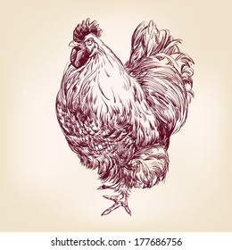 chicken vintage hand drawn vector illustration