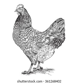 Chicken vintage hand drawn vector illustration isolated on white background.