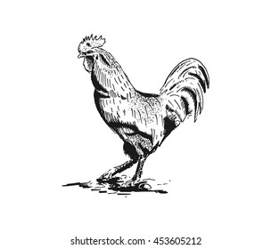 chicken vintage hand drawn vector illustration