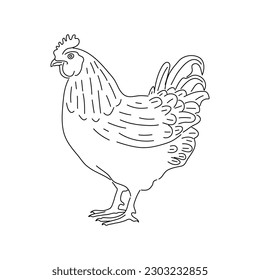 Chicken vintage illustration. Farm animal sketch illustration.