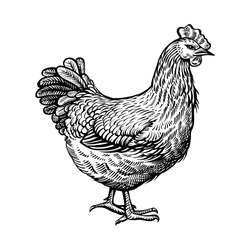 Chicken Vintage Illustration. Vector Hen What Standing Side View. Farm Animal Sketch Illustration.
