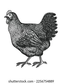 Chicken vintage illustration. Vector hen what standing side view. Farm animal sketch illustration.