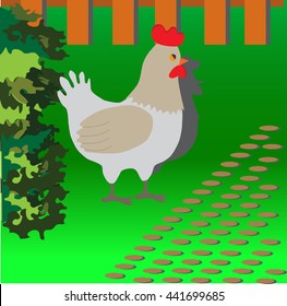 the chicken walking around the yard