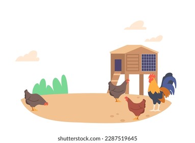 Chicken Walking On Rustic Farmyard. Concept of Rural Life And Agriculture With Hens and Rooster on Free Range