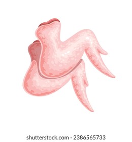 Chicken wings vector illustration. Cartoon isolated fresh portion of chicken or turkey white meat, top view of raw uncooked part of broiler to cook and grill, natural food ingredient for cooking