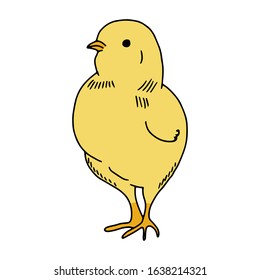 Chicken yellow hand drawn line drawing. Contour drawing.Scrawl.Drawing for the Easter holiday. Little chicken.Bird house.Vector illustration