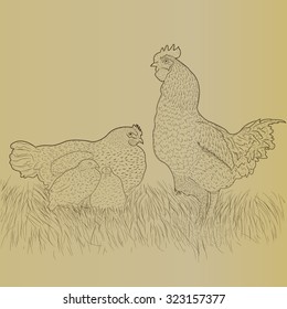chickens 