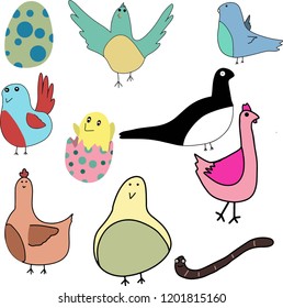 chickens birds egg design in vector