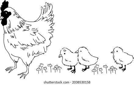Chickens and chicks with simple line drawings only