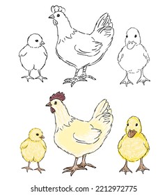 Ilustración vectorial plana de pollo y pato. Pollitos multicolores, dibujos animados de gallinas elementos de diseño aislados con contorno. Producción de carne de pollo, cría de aves. Aves de corral, ganadería
