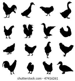 Chickens, ducks and geese are three common poultry
