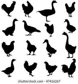 Chickens, ducks and geese are three common poultry