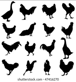 Chickens, ducks and geese are three common poultry