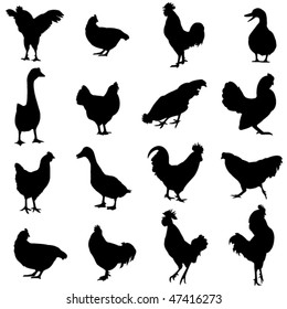 Chickens, ducks and geese are three common poultry