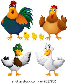 Chickens and ducks on white background illustration