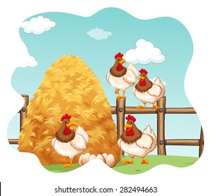 Chickens and eggs in the farm