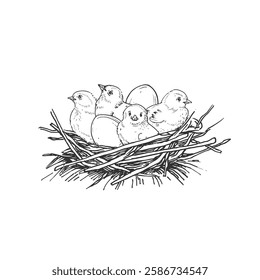 Chickens and eggs in a nest made of straw. Vector black and white illustration hand drawn with ink