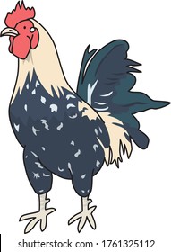 
Chickens are familiar birds on farms.