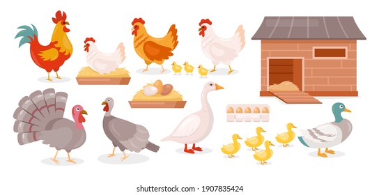 Chickens farm birds vector illustration set. Cartoon goose, duck, brown and white hen and rooster walking with baby chickens in barnyard, poultry in coop house or farmyard collection isolated on white