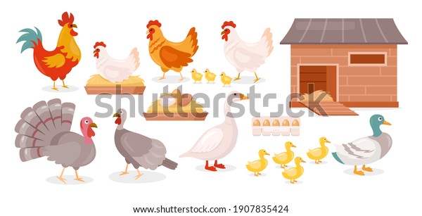 Chickens farm birds vector illustration set.
Cartoon goose, duck, brown and white hen and rooster walking with
baby chickens in barnyard, poultry in coop house or farmyard
collection isolated on
white
