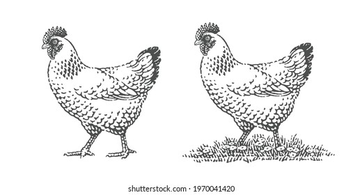 Chickens, farm domestic animals. Hand drawn engraving style vector illustration.