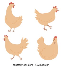 Chickens flat vector illustration hens