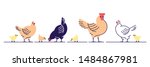 Chickens flat vector illustration. Multicolor chicks, hens and and rooster cartoon isolated design elements with outline. Chicken meat production, bird breeding. Poultry farm, animal husbandry