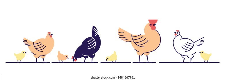 Chickens flat vector illustration. Multicolor chicks, hens and and rooster cartoon isolated design elements with outline. Chicken meat production, bird breeding. Poultry farm, animal husbandry