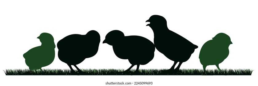 Chickens grazing. Scenery silhouette. Agricultural farm bird. Object isolated on white background. Vector.