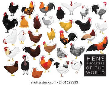 Chickens Hens Roosters of the World Set Cartoon Vector Character