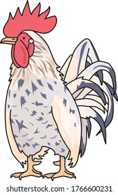 Chickens are the most familiar edible birds.