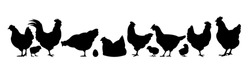 Hühner Auf Weide. Bildsilhouette. Landtiere. Hausgeflügel, Um Eier Zu Bekommen. Einzeln Auf Weißem Hintergrund. Vektorgrafik